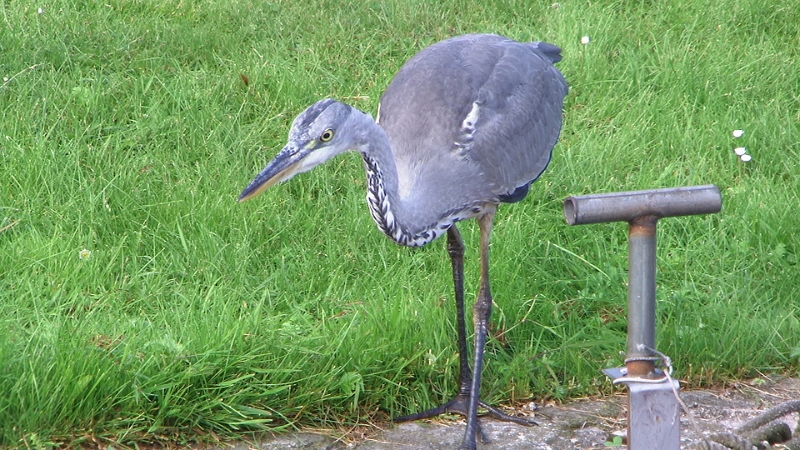 PIC_0896.JPG